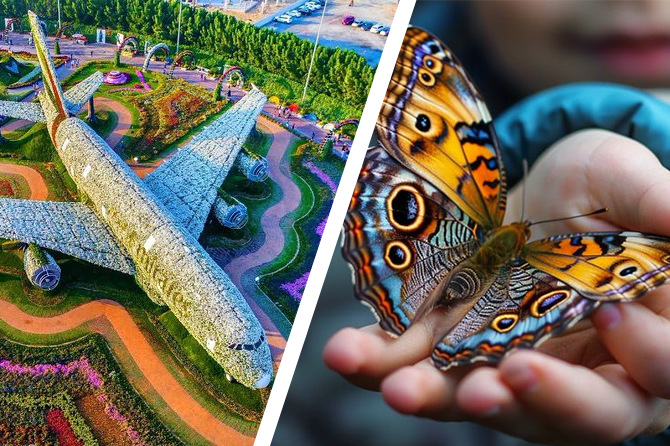 Combo Miracle and Butterfly Garden